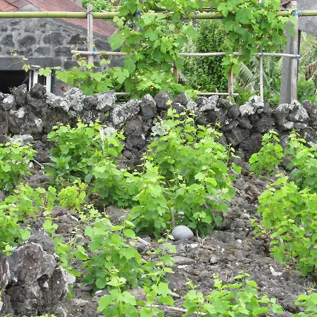 Adega Do Gato Kro Calhau