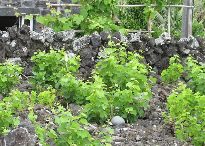 Adega Do Gato Inn Calhau