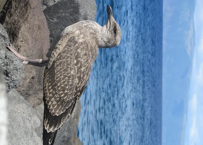 Adega Do Gato Calhau